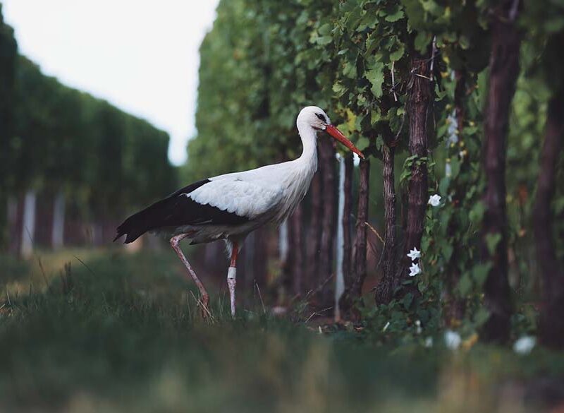 Il vino “giusto” secondo la Slow Wine Coalition