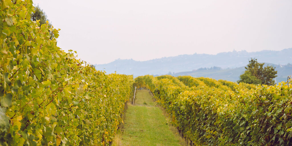 Liv-ex 2021: i vini italiani sono 83 (con un aumento del +112%)