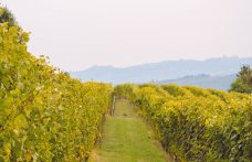 Liv-ex 2021: i vini italiani sono 83 (con un aumento del +112%)
