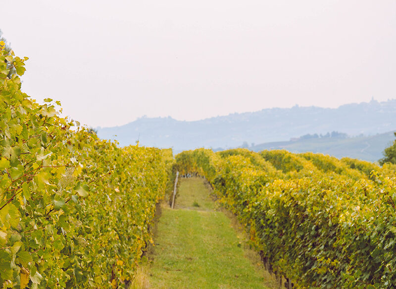 Liv-ex 2021: i vini italiani sono 83 (con un aumento del +112%)