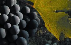 Sangiovese, Fiano, Montepulciano: i vitigni italiani che diventano internazionali