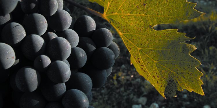 Sangiovese, Fiano, Montepulciano: i vitigni italiani che diventano internazionali