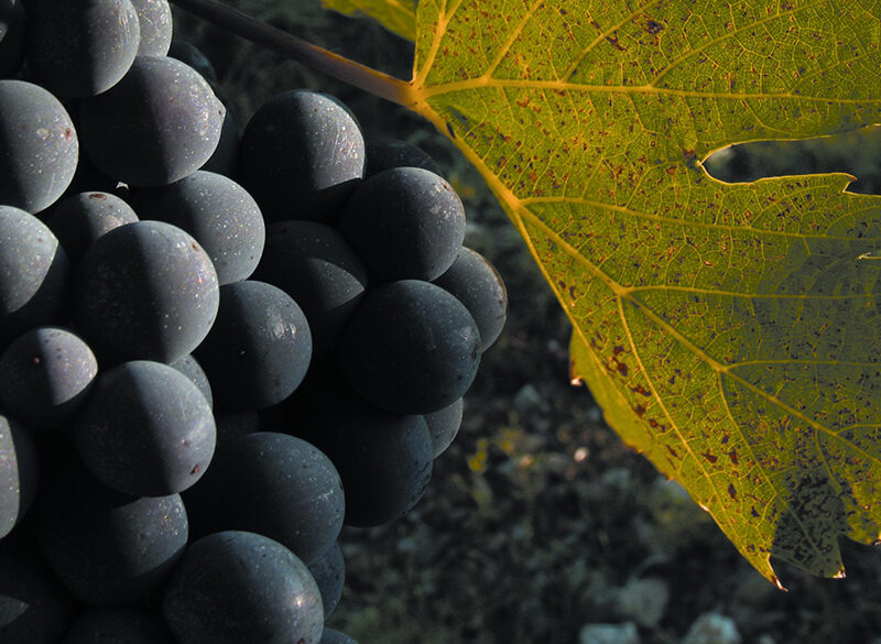 Sangiovese, Fiano, Montepulciano: i vitigni italiani che diventano internazionali
