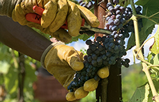 La Fondazione Mach organizza la 1ª Rassegna nazionale dei vini resistenti. Iscrizioni fino al 15 ottobre