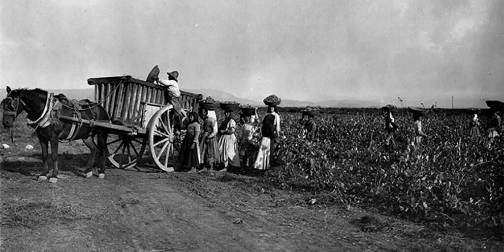 I riti della vendemmia. Uomini, donne e bambini, tutti insieme appassionatamente