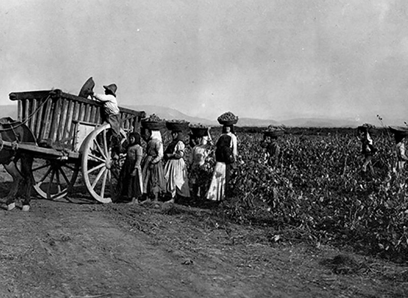 I riti della vendemmia. Uomini, donne e bambini, tutti insieme appassionatamente
