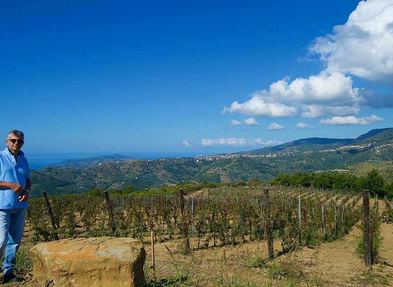 Serra di Mulino a Vento, il nuovo progetto di Mastroberardino in Cilento