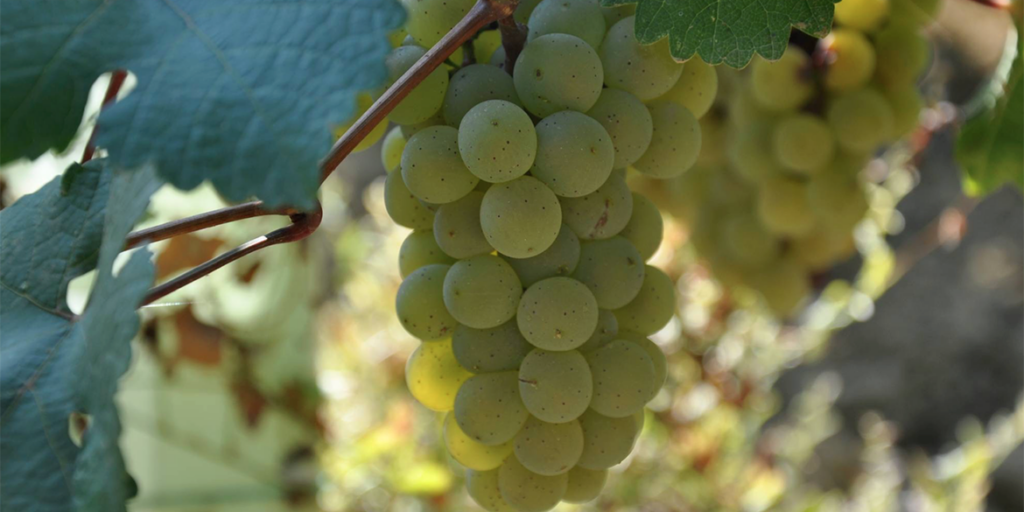 Incrocio Manzoni: bianco, rosso, rosa e Moscato. Varietà storiche eppure così attuali