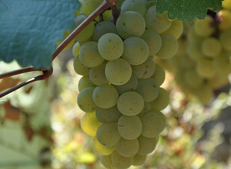 Incrocio Manzoni: bianco, rosso, rosa e Moscato. Varietà storiche eppure così attuali
