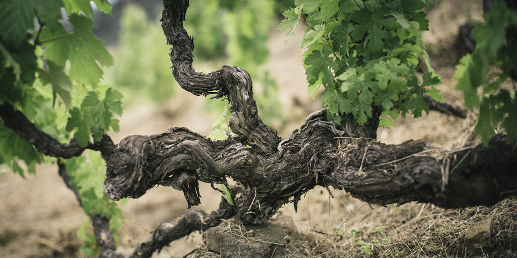 Censimento delle Vecchie Vigne: la Liguria