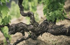 Censimento delle Vecchie Vigne: la Liguria