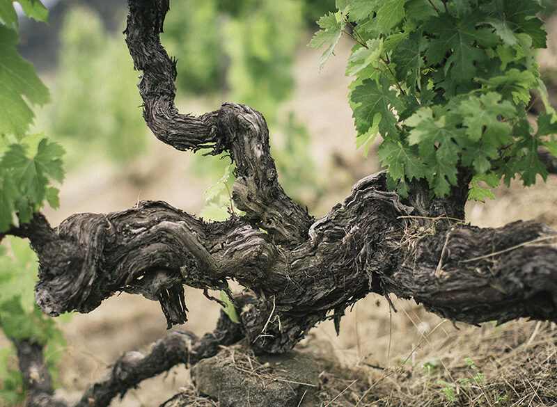 Censimento delle Vecchie Vigne: la Liguria
