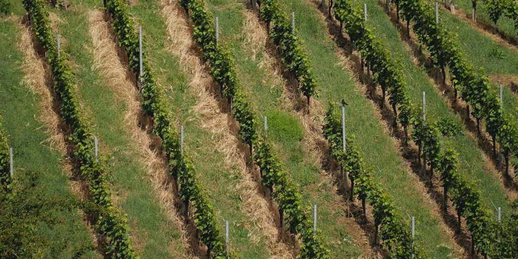 Un gruppo di ricercatori italiani ha ideato un dispositivo geniale per l’equilibrio idrico della vigna