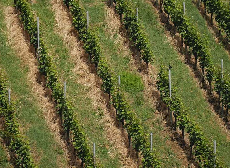 Un gruppo di ricercatori italiani ha ideato un dispositivo geniale per l’equilibrio idrico della vigna