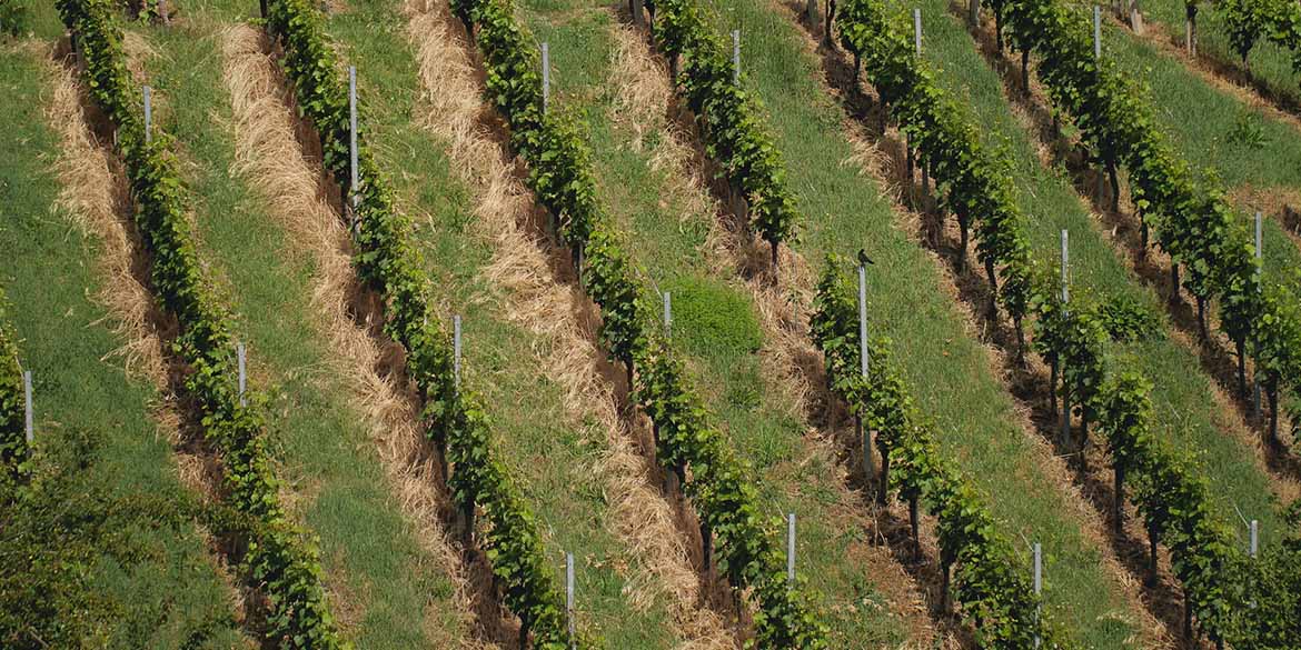 Un gruppo di ricercatori italiani ha ideato un dispositivo geniale per l’equilibrio idrico della vigna