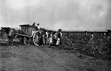 I riti della vendemmia. Uomini, donne e bambini, tutti insieme appassionatamente