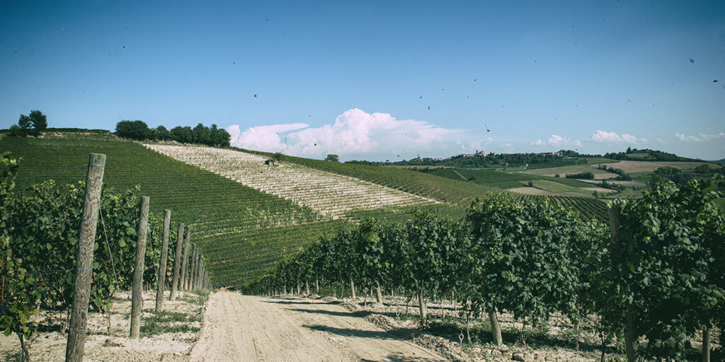 Tenuta Santa Caterina: lunga vita al Grignolino