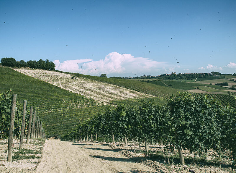 Tenuta Santa Caterina: lunga vita al Grignolino