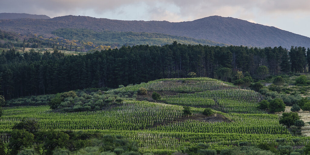 Cusumano punta in alto. Etna e Ficuzza per una viticoltura di montagna