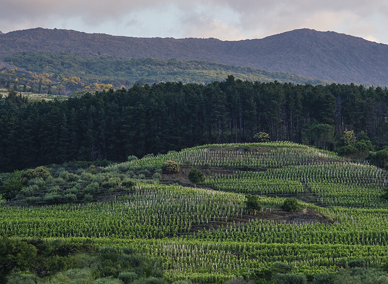 Cusumano punta in alto. Etna e Ficuzza per una viticoltura di montagna