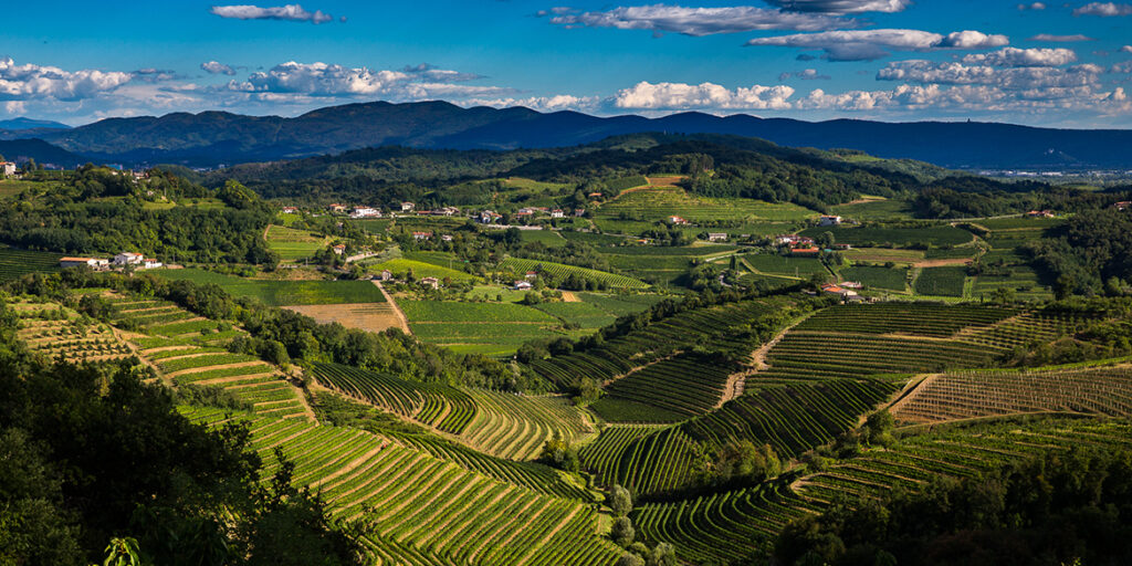 Formentini, cinque secoli d’amore per il Collio