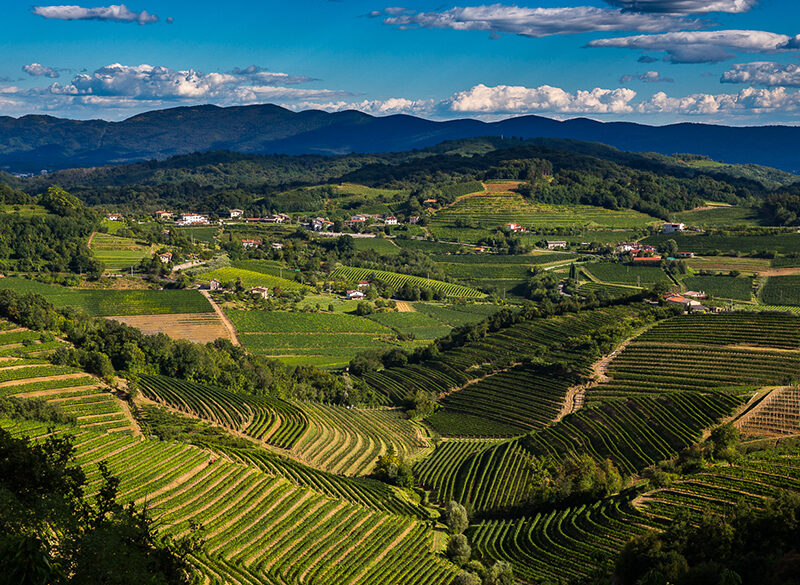 Formentini, cinque secoli d’amore per il Collio