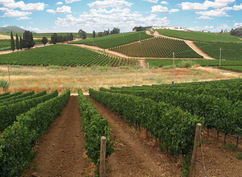 Tenuta Rapitalà, eleganza francese e radici siciliane