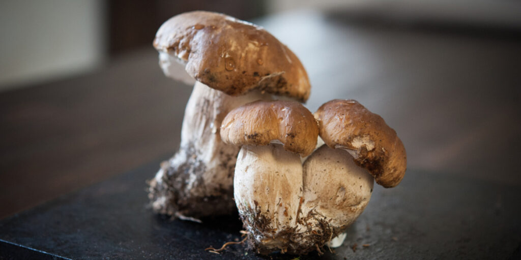 Il favoloso mondo dei funghi