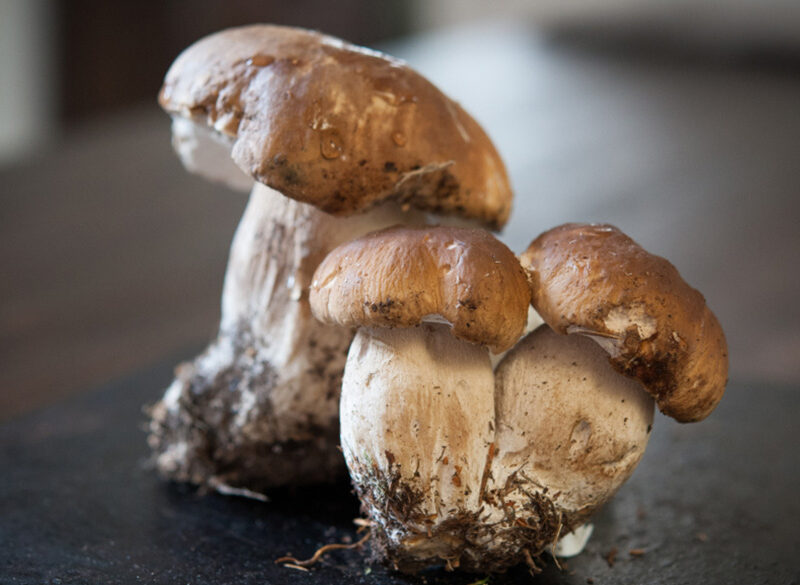 Il favoloso mondo dei funghi