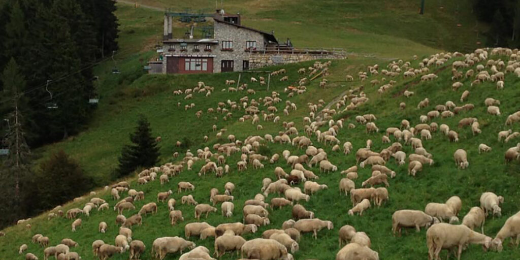 Carne di pecora, una tradizione da riscoprire (anche in chiave gourmet)