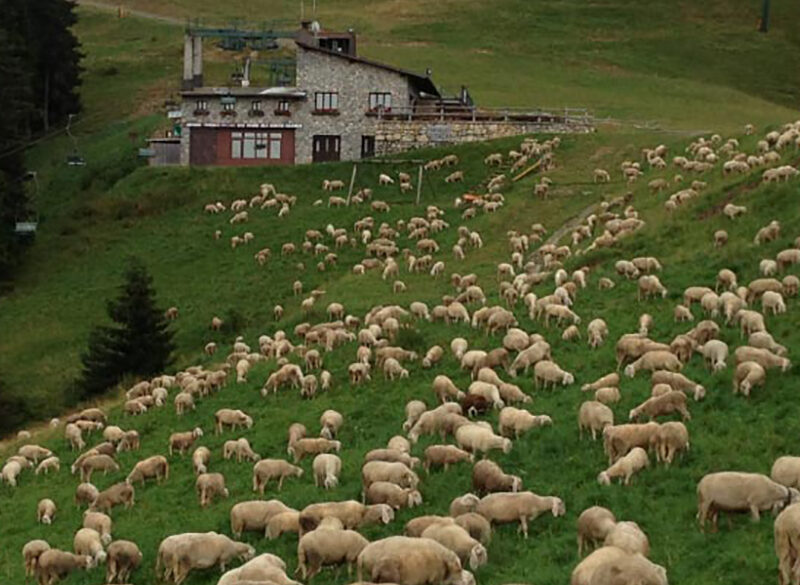 Carne di pecora, una tradizione da riscoprire (anche in chiave gourmet)
