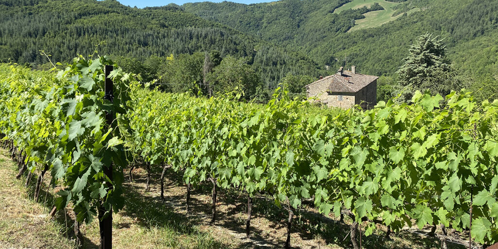 Alla scoperta dei cru Romagna Sangiovese