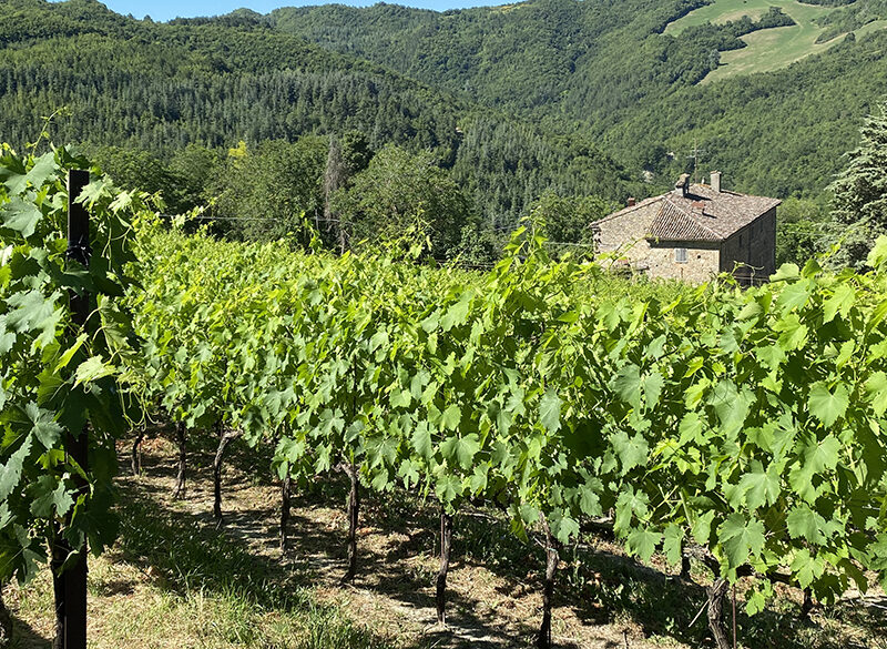 Alla scoperta dei cru Romagna Sangiovese