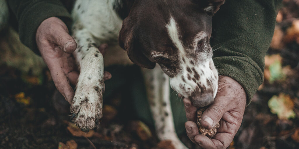 Non solo vino, il progetto dell’Alta Langa per il tartufo