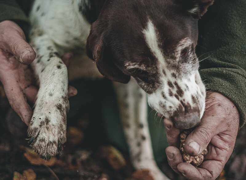 Non solo vino, il progetto dell’Alta Langa per il tartufo