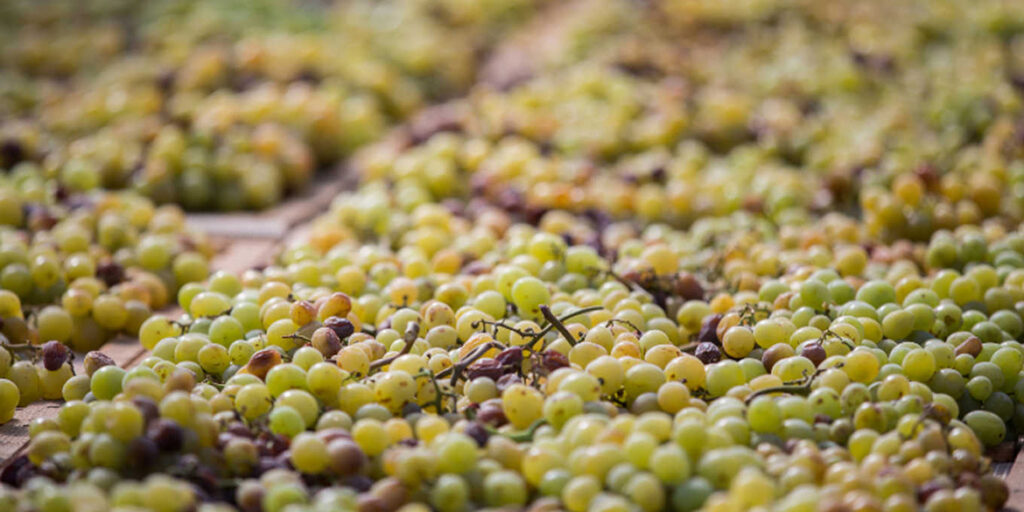 Gli interpreti del vino naturale in Sicilia: Marsala e Pantelleria