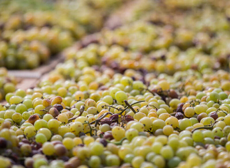 Gli interpreti del vino naturale in Sicilia: Marsala e Pantelleria