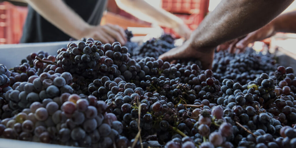 Gli interpreti del vino naturale in Sicilia: Etna e Val di Noto
