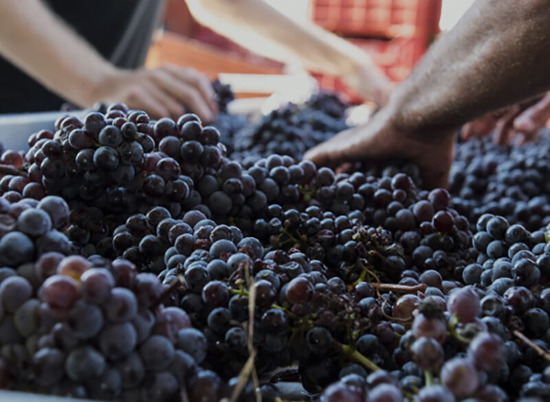 Gli interpreti del vino naturale in Sicilia: Etna e Val di Noto