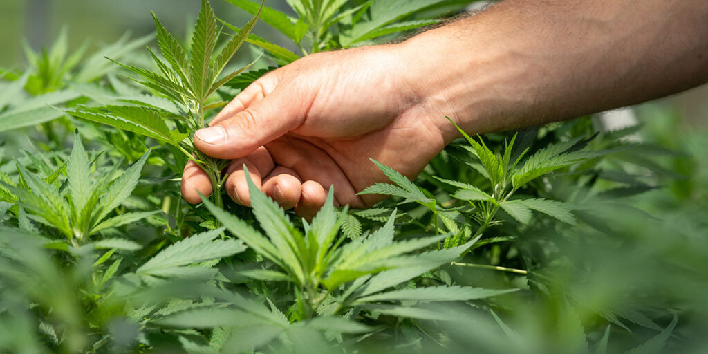 Vite e cannabis? Una convivenza difficile. Il caso della West Coast americana