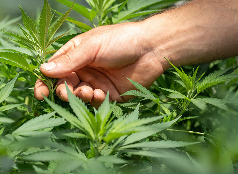 Vite e cannabis? Una convivenza difficile. Il caso della West Coast americana