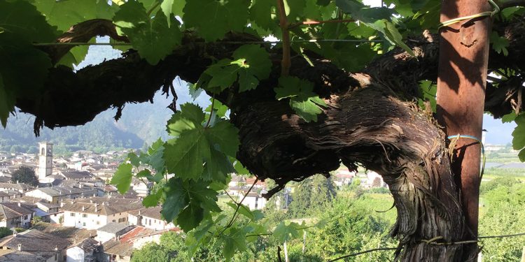 Censimento delle Vecchie Vigne: la Lombardia