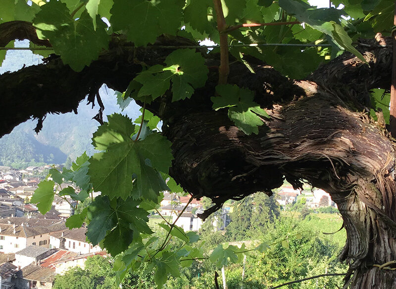 Censimento delle Vecchie Vigne: la Lombardia