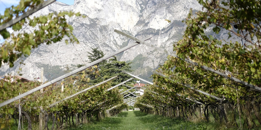 Censimento delle Vecchie Vigne: il Trentino