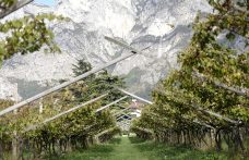 Censimento delle Vecchie Vigne: il Trentino