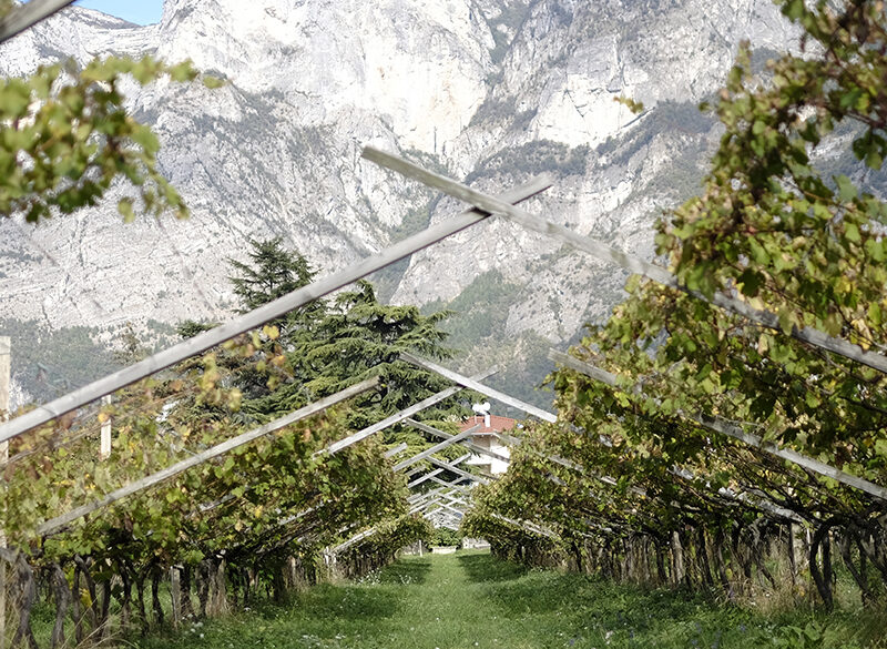 Censimento delle Vecchie Vigne: il Trentino