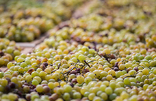 Gli interpreti del vino naturale in Sicilia: Marsala e Pantelleria