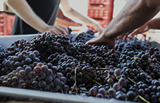 Gli interpreti del vino naturale in Sicilia: Etna e Val di Noto
