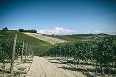 Tenuta Santa Caterina: lunga vita al Grignolino