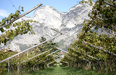 Censimento delle Vecchie Vigne: il Trentino